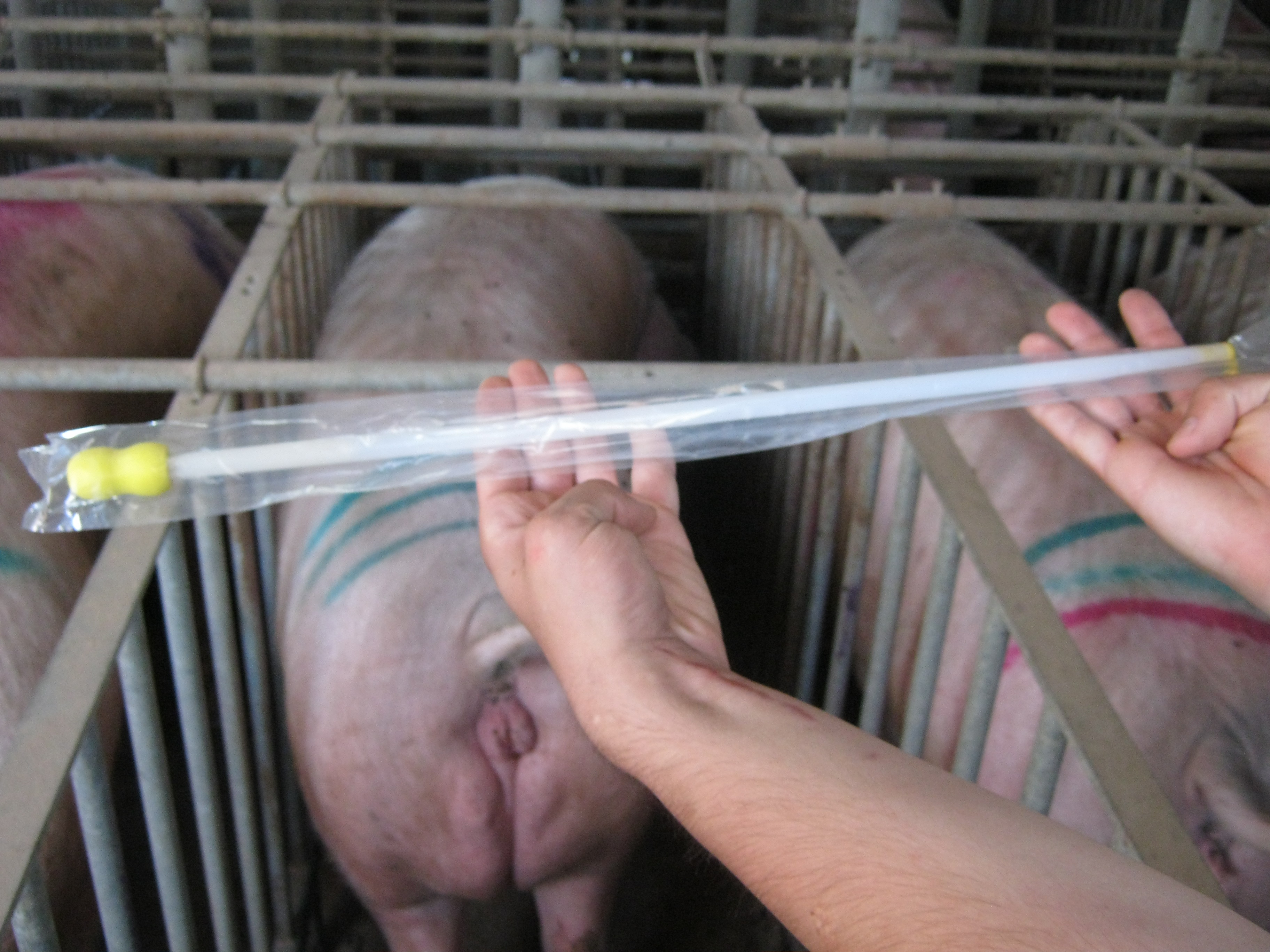 Підготовка інструментів для швидкого огляду свиноматок